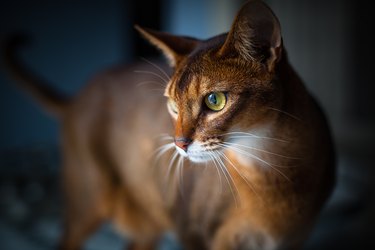 Abyssinian ruddy male cat looking off to the side.