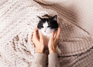 Black and white mixed breed cute cat lying under a plaid.  The relationship between a cat and a person.