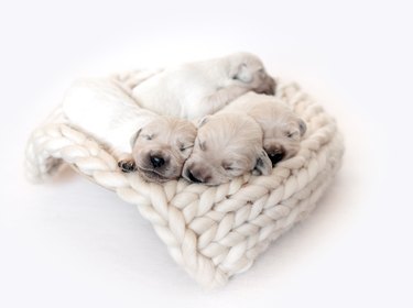 Newborn golden retriever puppies sleeping