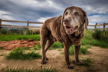 Senior Labrador Retriever