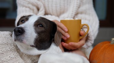 Close up of female feet in warm socks with mug of latte in company of doggy and pumpkin. Enjoy yourself at home with pet as best friend
