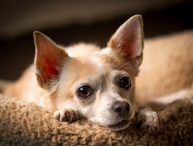 Chihuahua resting