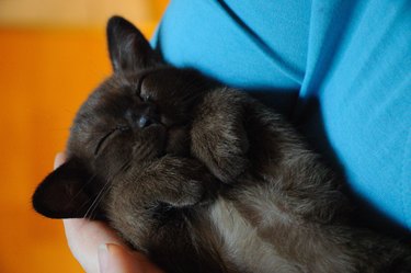 Brown Burmese kitten sleeping in the arms of a person.