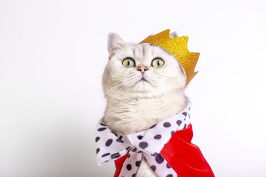 Cute white cat in a golden crown and red mantle, sitting on a white background