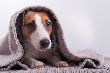 Dog suckles hot sale blanket