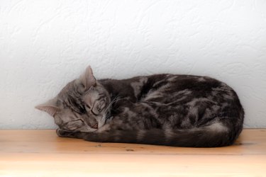 Silver Bengal cat sleeping on a hardwood floor at home.