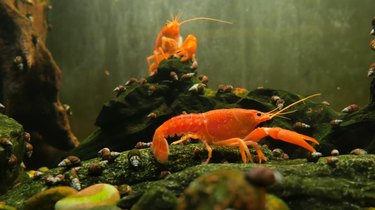 Crayfish in an aquarium