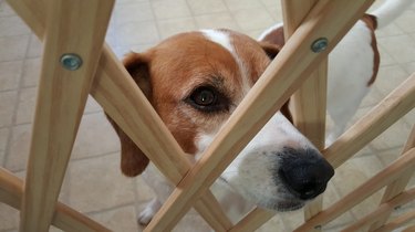 Close-Up Portrait Of Beagle Dog Looking Through Safety Gate