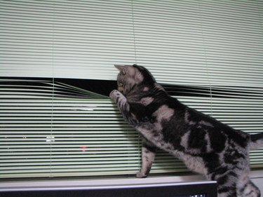 Cat peaking through window shades.