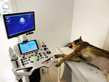 Dog prepared for ultrasound