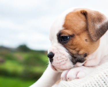 Funny American Bulldog puppy on hands