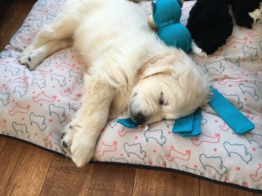 Golden Retriever puppy sleeping