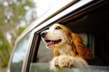 Dog at car window