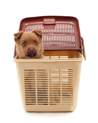 Puppy in a travel basket.