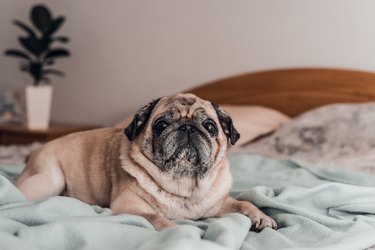 Senior pug dog wrapped on blanket and relaxing on the bed at home.