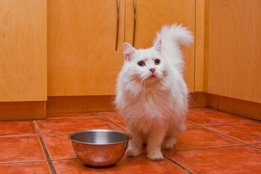 White ragamuffin cat waiting for food.