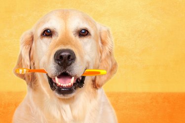 Close-up of a Golden Retriever dog holding a toothbrush in their mouth.