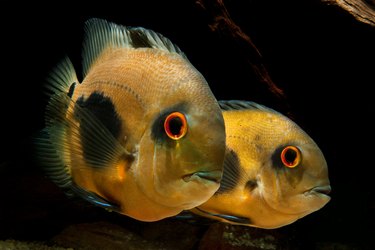 Two large flat yellow fish in a tank