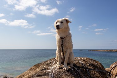 Young Puppy Dog at the rocky coastline of Ploemeur, France