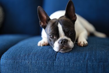 Small Dog Laying on a Lounge