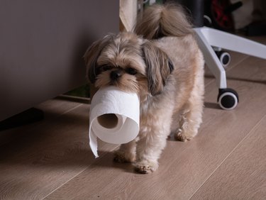photo of a small dog playing with a roll of toilet paper