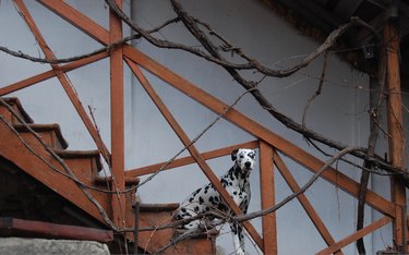 A Dalmatian is sitting on an outdoor wood staircase with tangled branches.