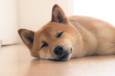 sleepy shiba inu