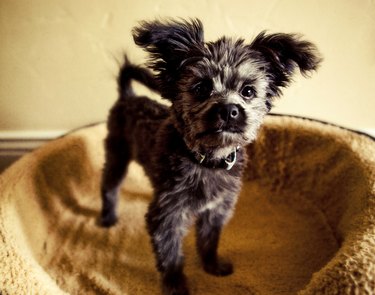 Yorkiepoo Puppy