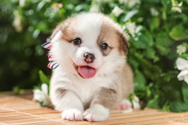 Small cute smiling puppy of pembroke welsh corgi at nature in summer