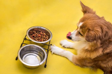 Happy dog licks his tongue and looks at a bowl of food
