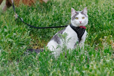 Cat wearing a harness and leash.