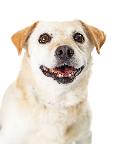 Eager white mixed breed dog wide eyes