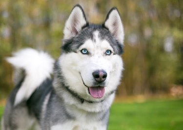 Siberian Husky dog with blue eyes outdoors