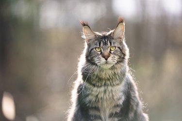 How to Distinguish Between a Norwegian Forest Cat, a Maine Coon Cat ...