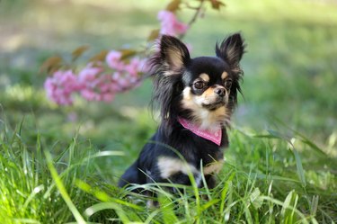 Chihuahua dog sitting at the lawn under a blooming sakura branch