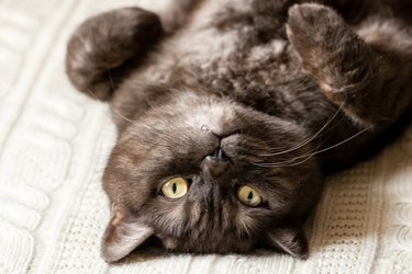 Sable colored cat with curious face lying down on bed