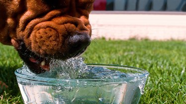 Close-up of the head of a big brown dog drinking water from a bowl, on a hot day in the garden at home.