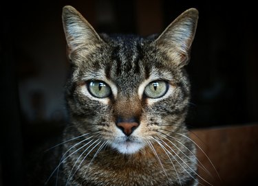 Average age of 2024 a tabby cat