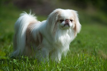 Japanese Chin dog in grass