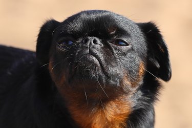 dog breed smooth-haired griffon. close-up portrait