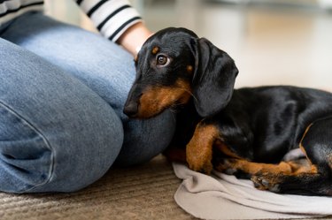 Dachshund clearance losing hair