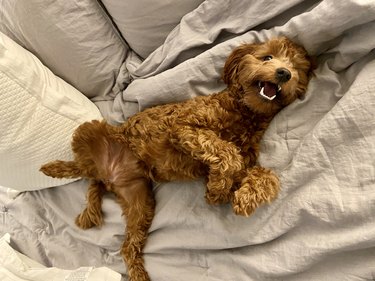 Happy Goldendoodle lying in a bed