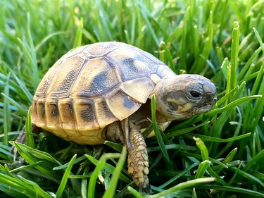 Turtle outside in grass