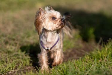 Cute yorkshire terrier dog with stylish collar walking at nature