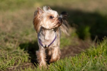 Yorkie seizures hot sale