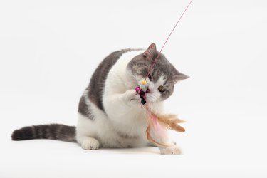 White cat is playing a toy made of chicken feathers on a white background. Scottish fold cat bite toy isolate on white background.