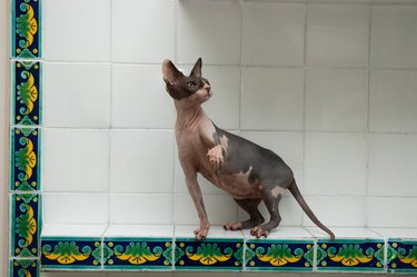 Sphynx hairless breed cat sitting in the kitchen