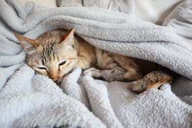 Domestic cat sleeping on sofa under warm grey blanket. Pet relaxing at home in winter.