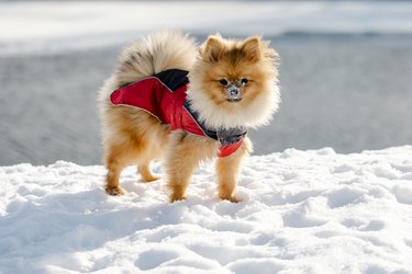 dog Pomeranian walking on snowy street