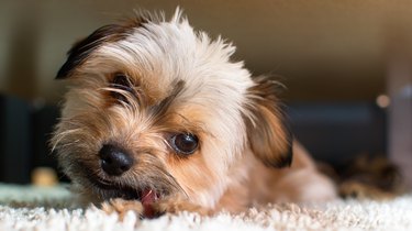 Teddy store bear shorkie